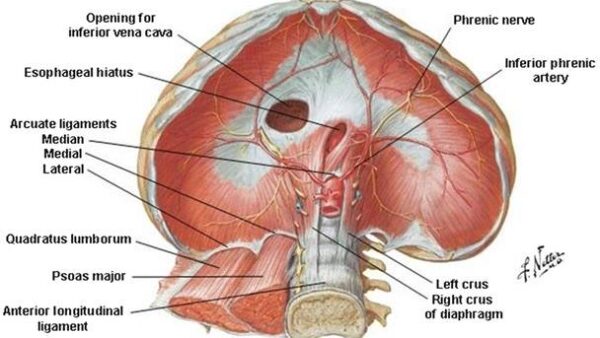股関節痛 : 必ずチェックしたい横隔膜との関係